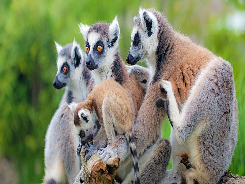 Classic-Madagascar-hero