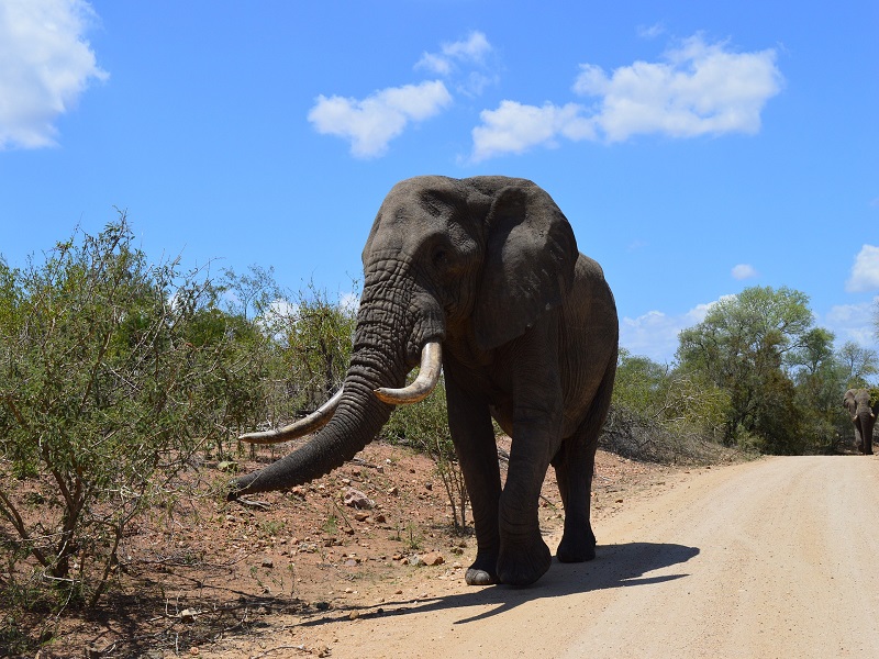 Sud Africa_PI (2)