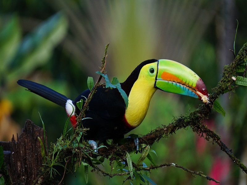 Costa Rica_PI (1)
