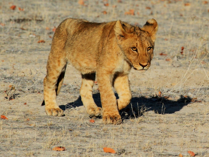namibia (4)