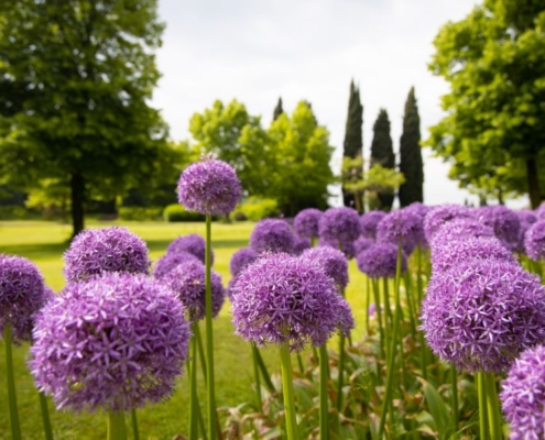 PARCO SIGURTà (1)